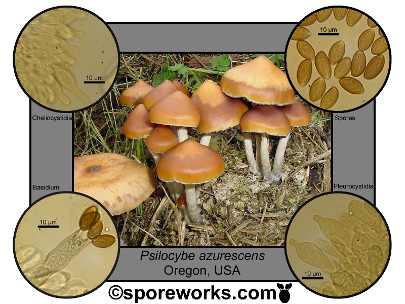 Psilocybe section Cyanescen - The Spore Works